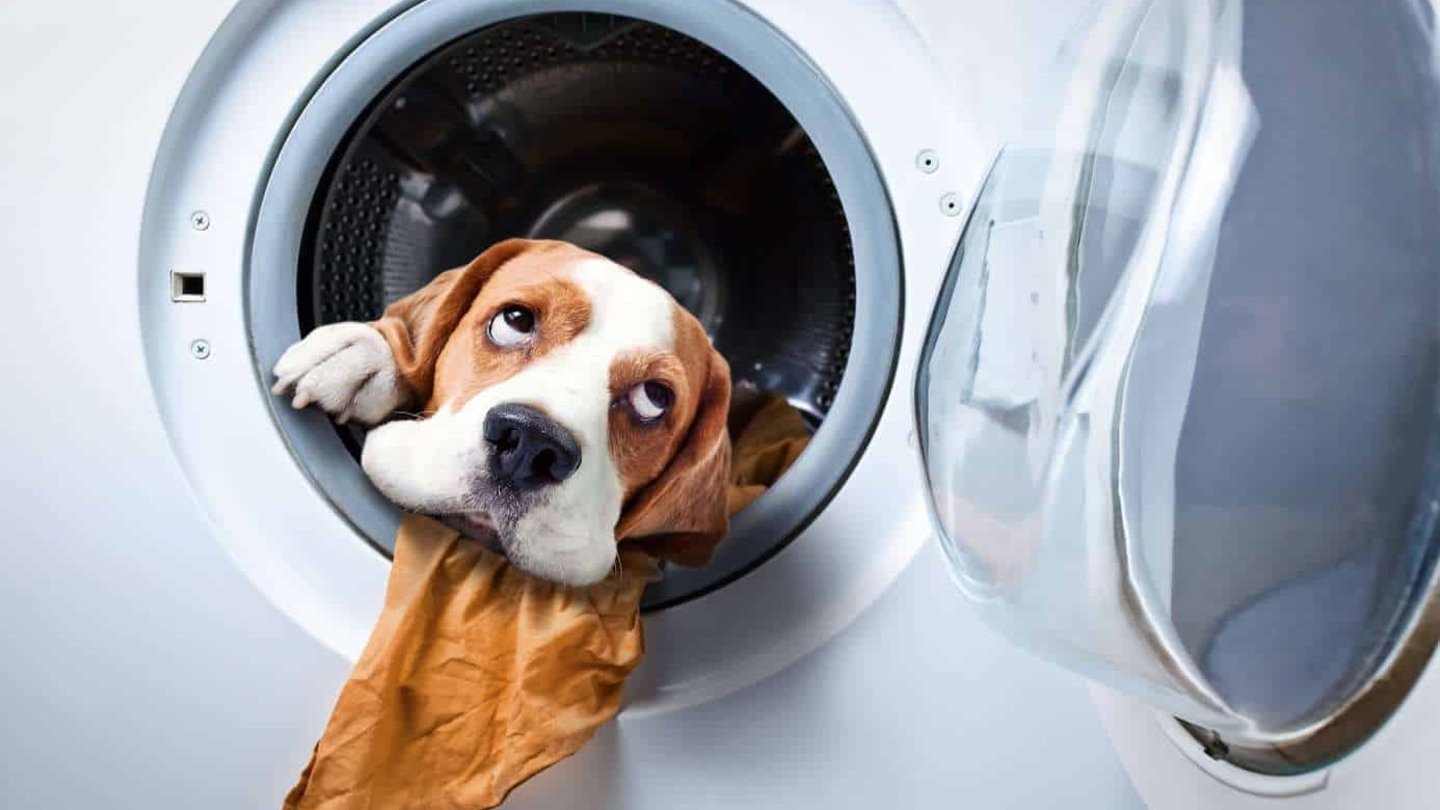 Perro dentro de lavadora 2