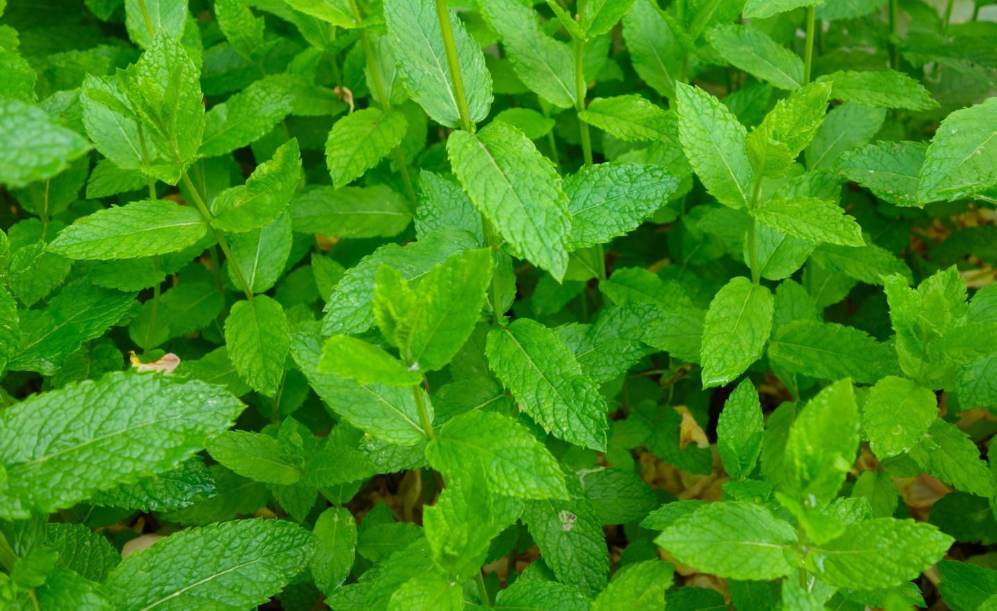 infusión de menta