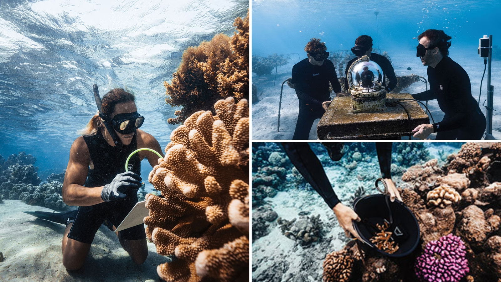 Colaboración Coral Gardeners y Versace