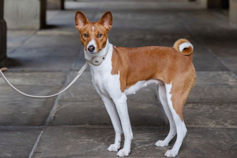 Elegancia y tecnología para tu mascota: collares que combinan diseño, seguridad y conciencia ecológica