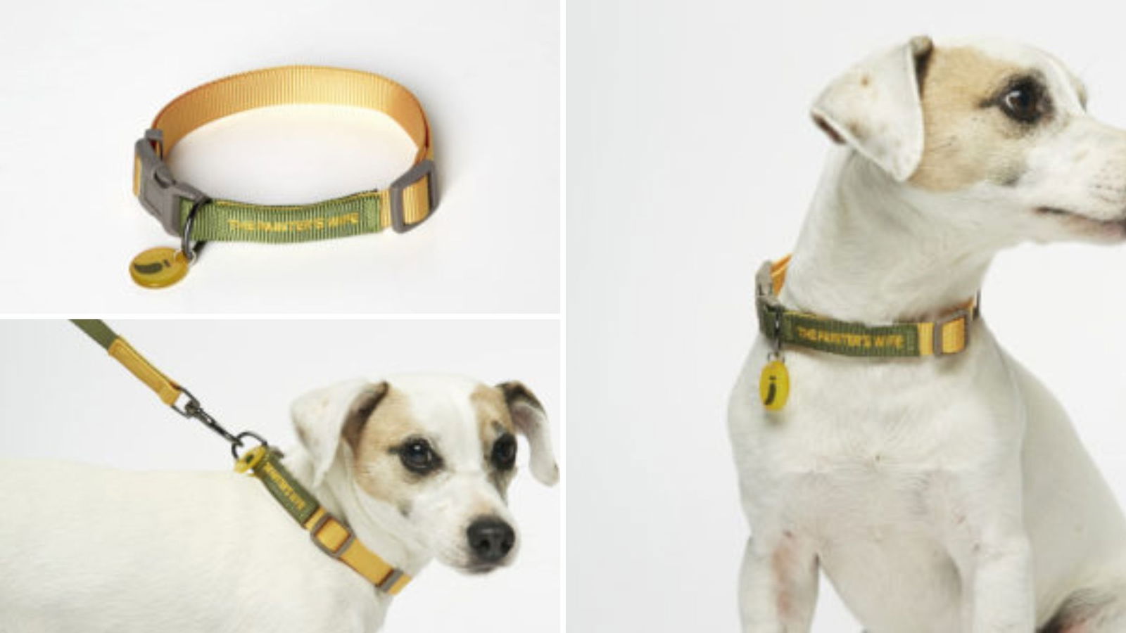 Collar perro Aristopet