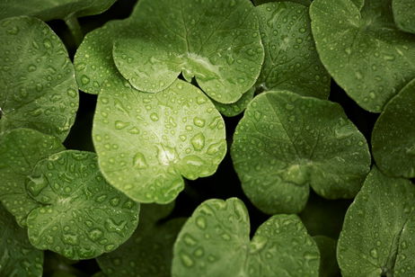Centella asiática: el ingrediente regenerador que está revolucionando la cosmética