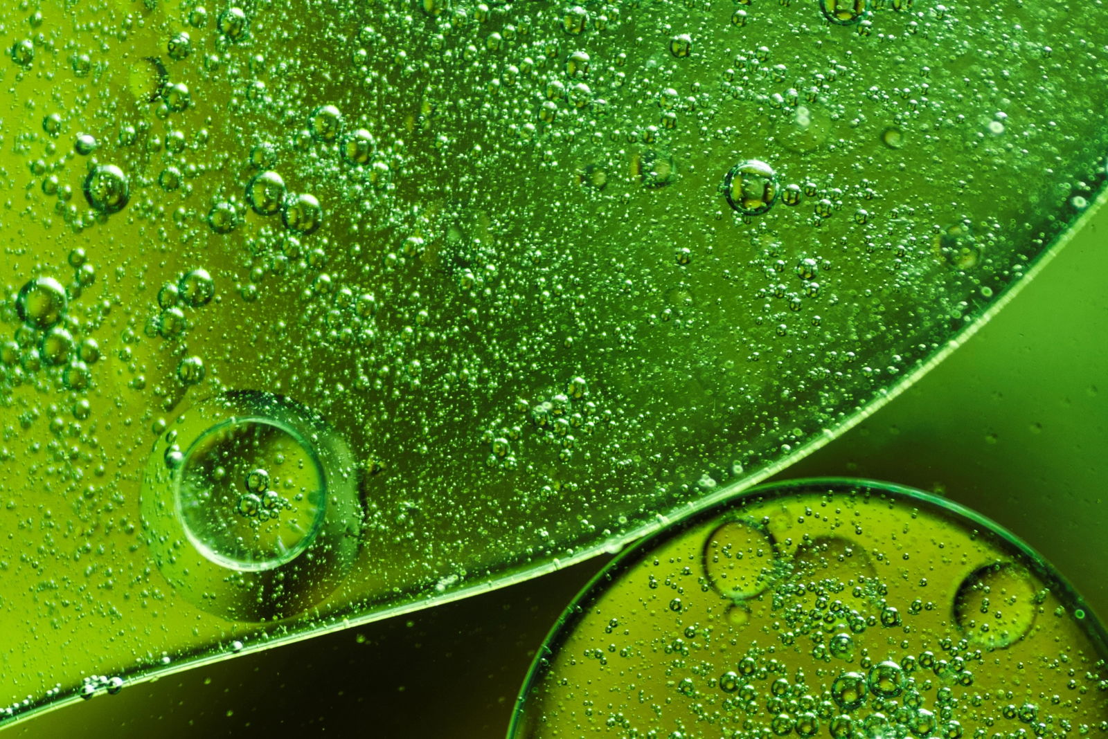 Centella asiática