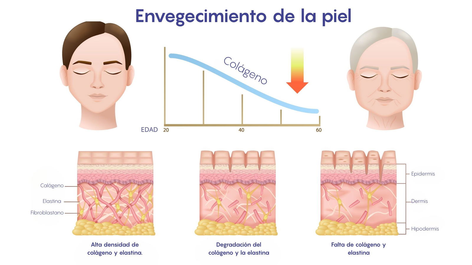 Evolución de la producción de colágeno