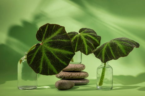 Descubre la cica: el secreto coreano para calmar y reparar la piel Descubre la cica: el secreto coreano para calmar y reparar la piel