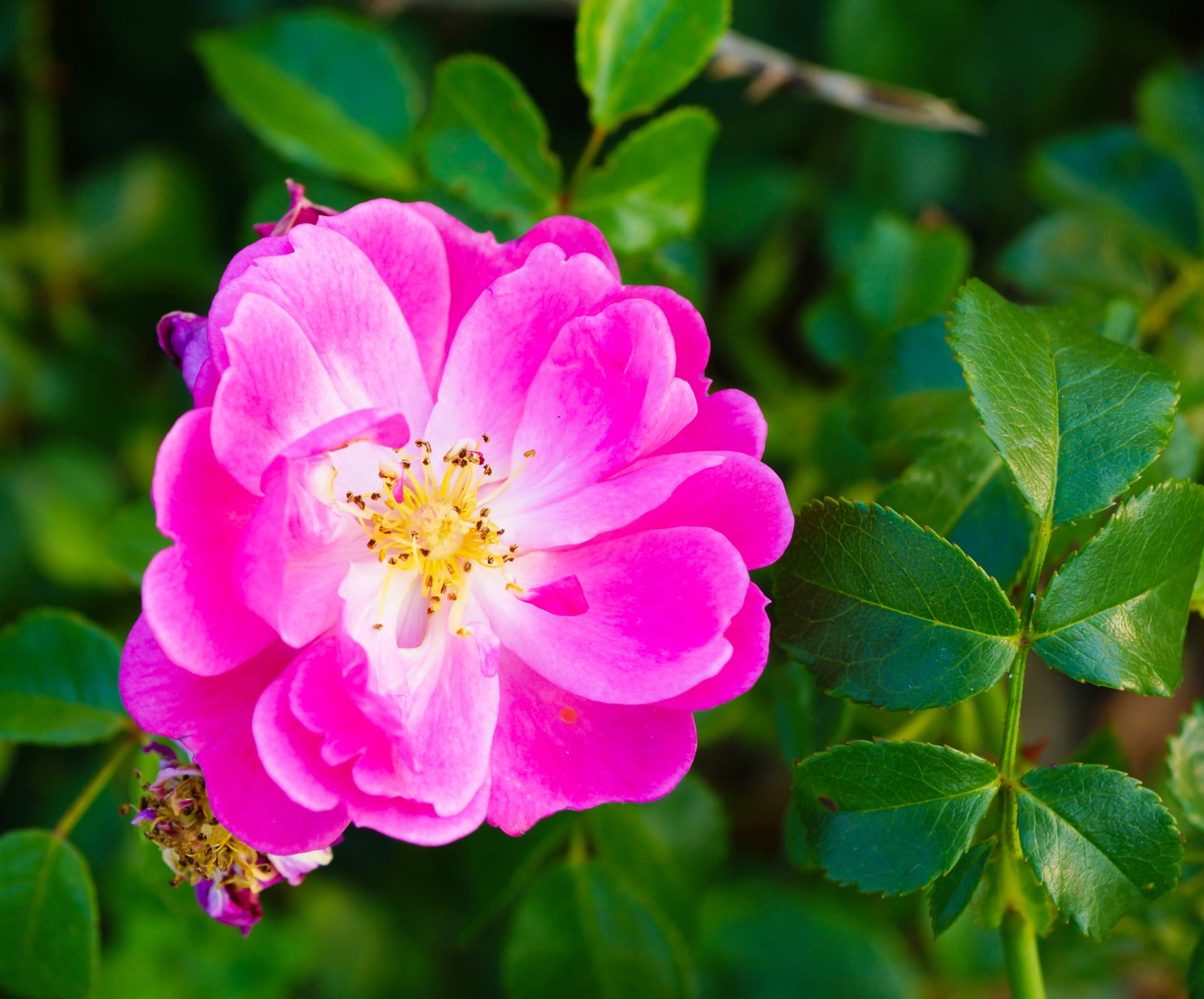 Rosa mosqueta