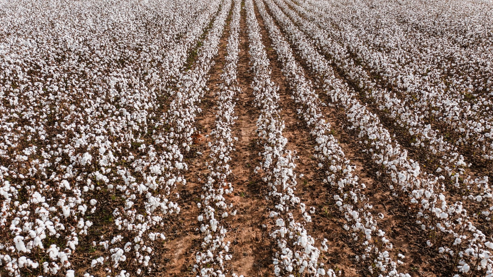 Plantación de algodón